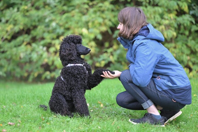 7 Essential Dog Commands That Transform Chaotic Puppies Into Perfect Companions