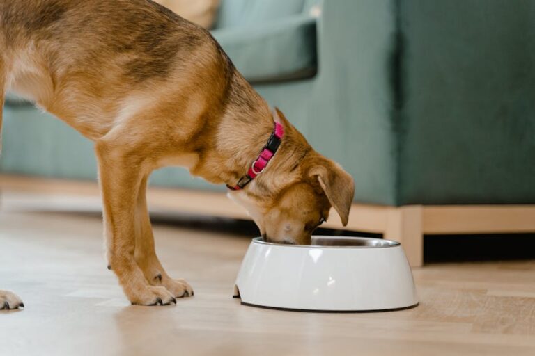 What Is “Vet One” Puppy Food? The Truth Behind This Common Search