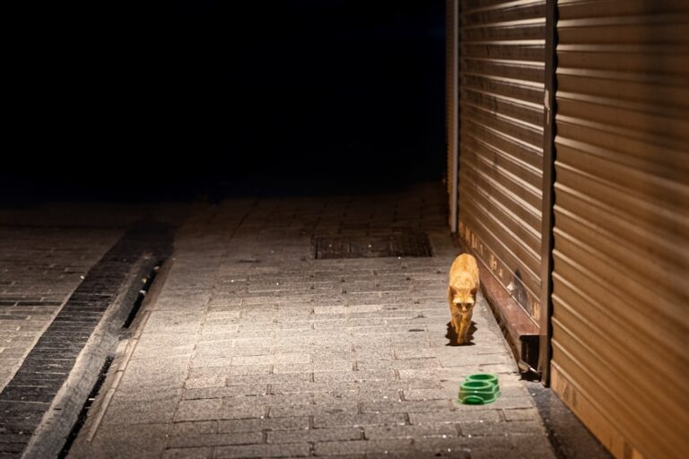How to Stop Dog Barking at Night: Expert Solutions for Peaceful Sleep