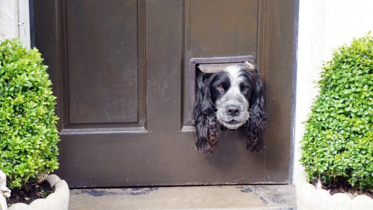 How to Stop Dog Barking at the Door: A Step-by-Step Training Guide