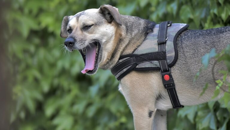 Stop Dog Barking Apps: What Actually Works (And What Doesn’t)