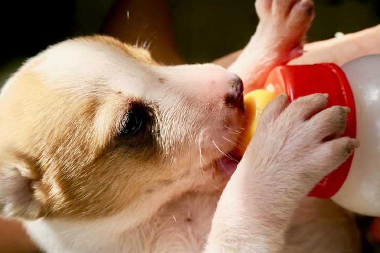 When Your Dog Can’t Eat: A Complete Guide to Liquid Nutrition