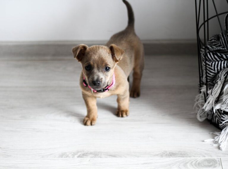 Train Your Puppy at Home: The Complete Guide to Success Without Classes