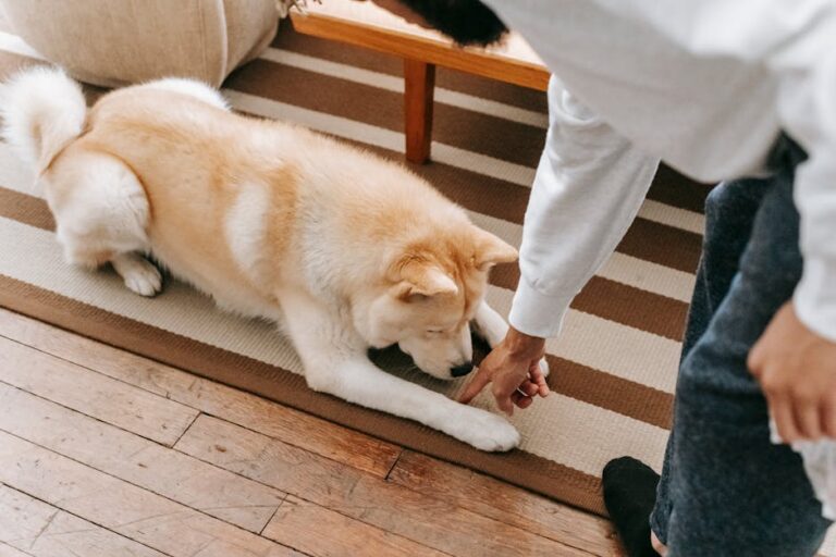 Transform Your Living Room Into a Dog Training Ground (No Equipment Needed)
