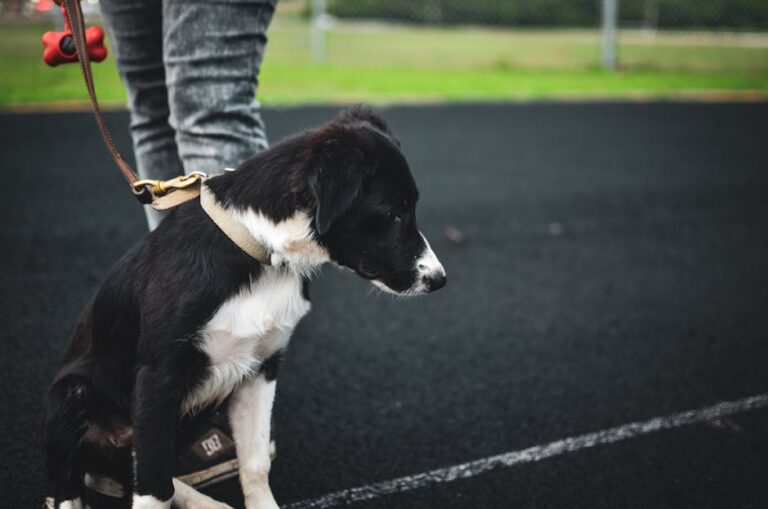 Transform Your Wild Puppy Into a Well-Behaved Dog Using Science-Backed Training