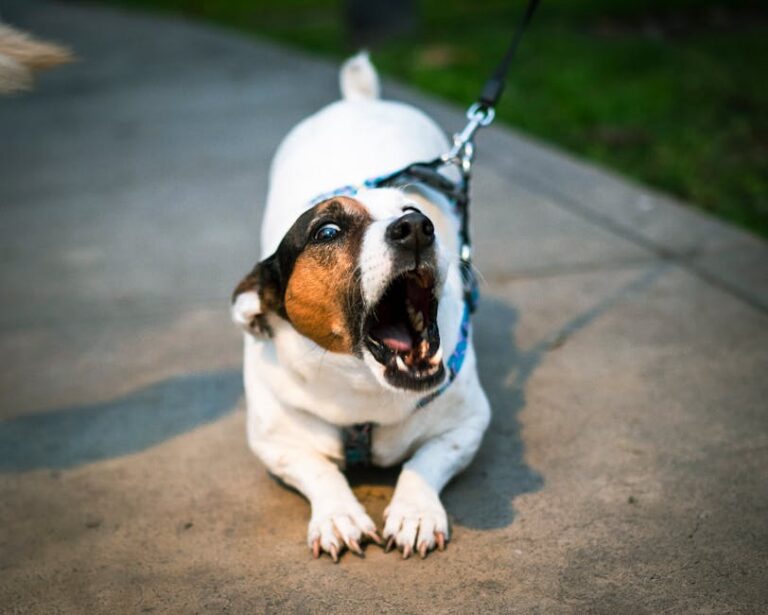 What Vets Recommend to Stop Dogs From Barking (2026 Methods That Work)