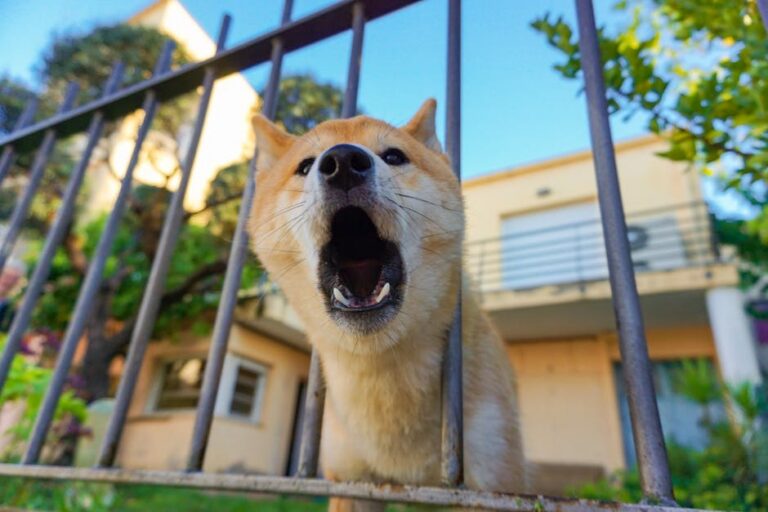 How to Stop Your Dog’s Nuisance Barking: 5 Proven Methods That Work