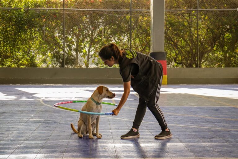 Master Dog Care: From the 90/10 Rule to Daily Routines That Actually Work