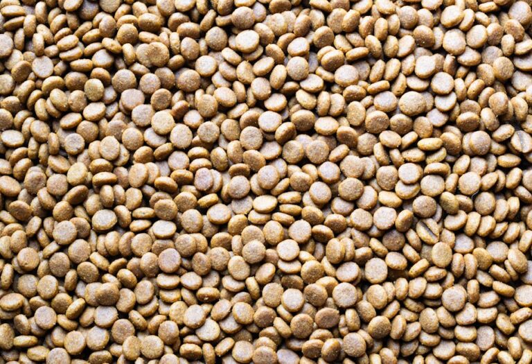 Nutrition for Dogs with Liver Disease: A Complete Recovery Guide