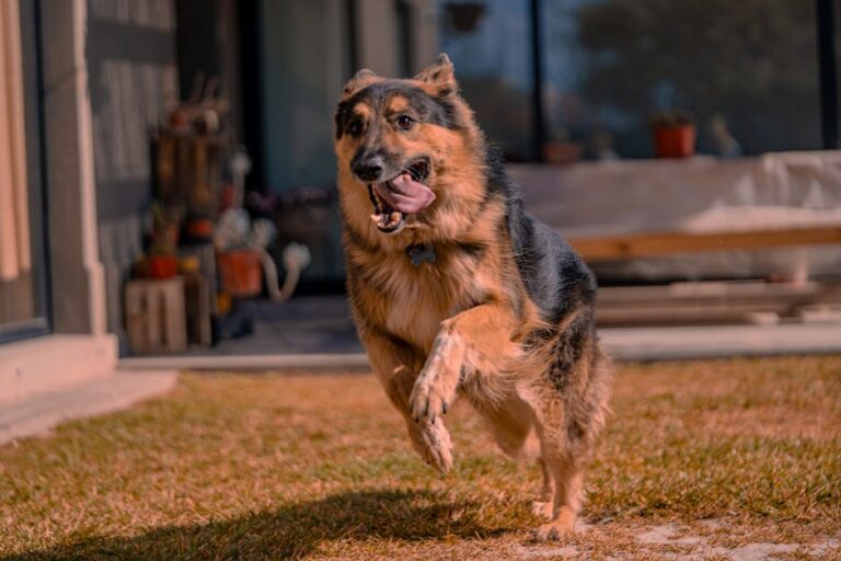 How to Pick the Perfect Puppy Food for Your German Shepherd’s Growth