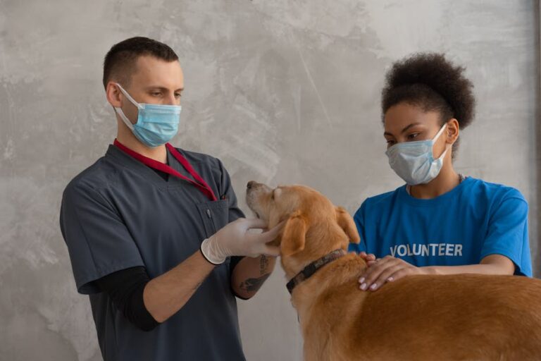 Dog Care Basics Checklist: When to Call the Vet vs Monitor at Home