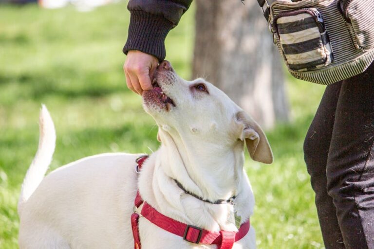 Dog Care Basics for Beginners: Master Essential Routines in 2026