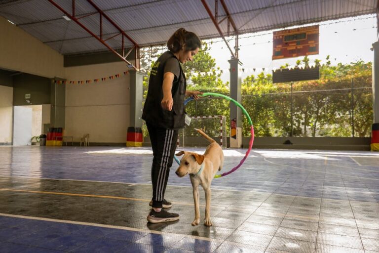 Find Quality Puppy Training Near You: A Complete 2026 Guide