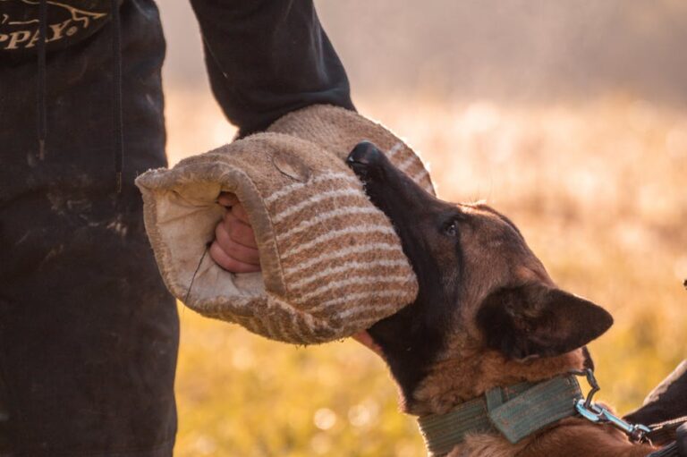 Reddit’s Most Upvoted Dog Training Tips That Actually Work in 2026