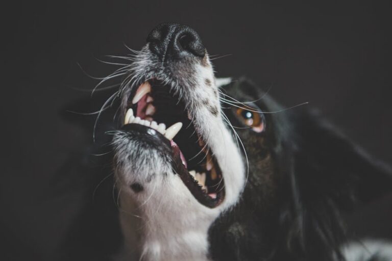 Stop Dog Barking Fast: Video Training, Sound Tricks & Diet Secrets