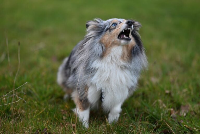 Stop Your Dog’s Nuisance Barking: Vet-Approved Methods That Actually Work