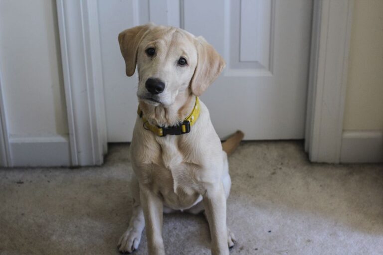 How to Train Your Dog for Toilet Success in Weeks, Not Months