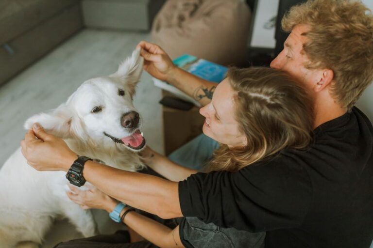 The 3-3-3 Rule: Your Dog’s Roadmap to Feeling Truly at Home