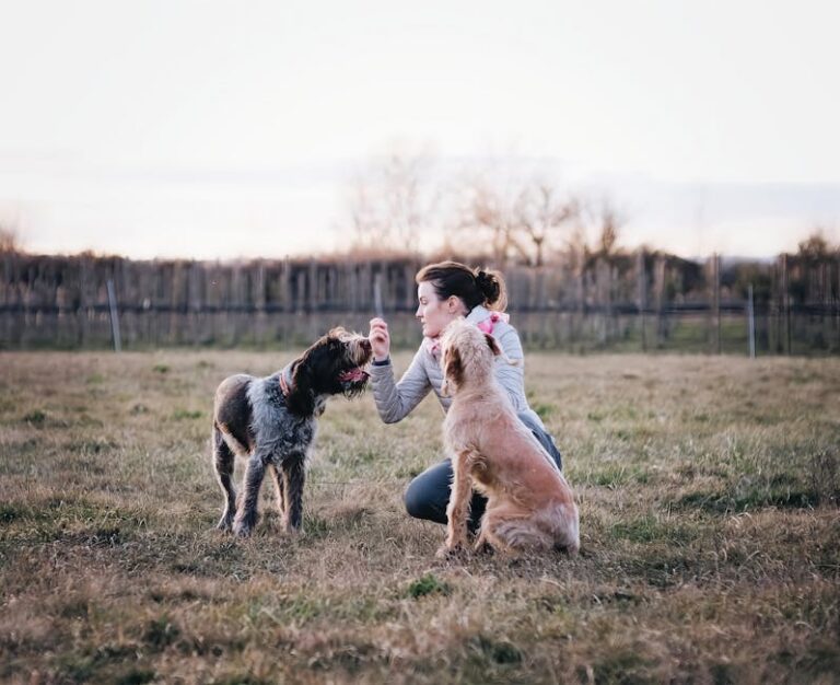 The 3-3-3 Rule: Your Dog’s Science-Backed Timeline for True Settlement
