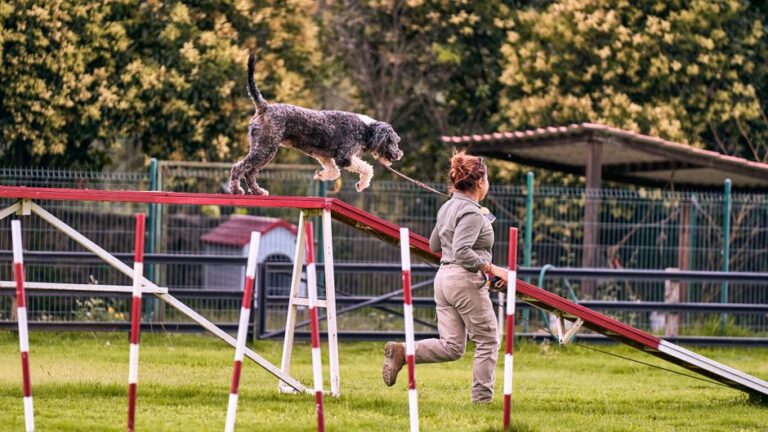 5 Dog Training Exercises That Transform Any Dog Into Your Dream Companion