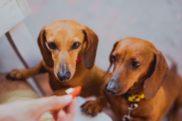 Best Puppy Food for Dachshunds: Protect Their Spine, Stomach & Weight