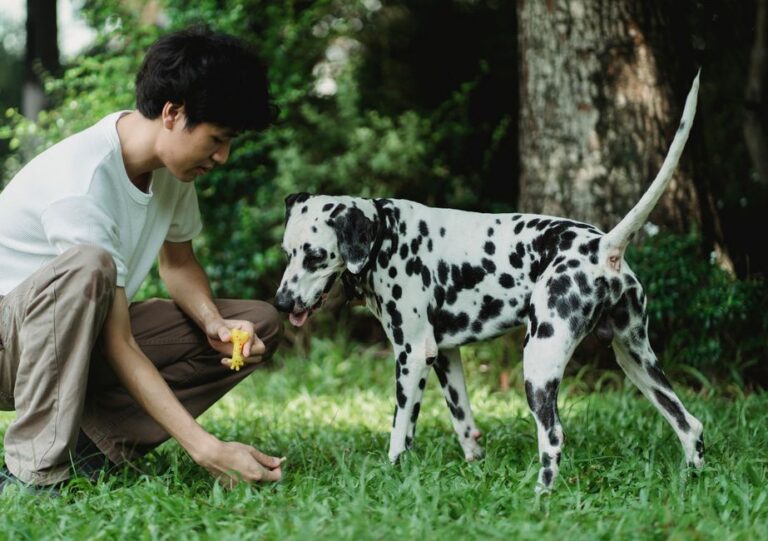 Dog Obedience Training in Singapore: Your Guide to a Well-Mannered Pup at Home