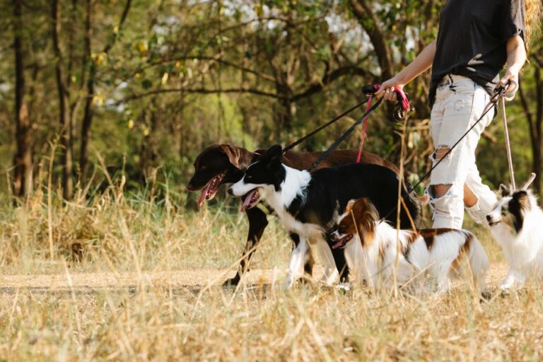 Dog Training Tips for Walking: From Leash Chaos to Calm, Confident Strolls