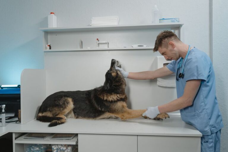 Essential Dog Health Tips That Prevent 40% of Emergency Vet Visits