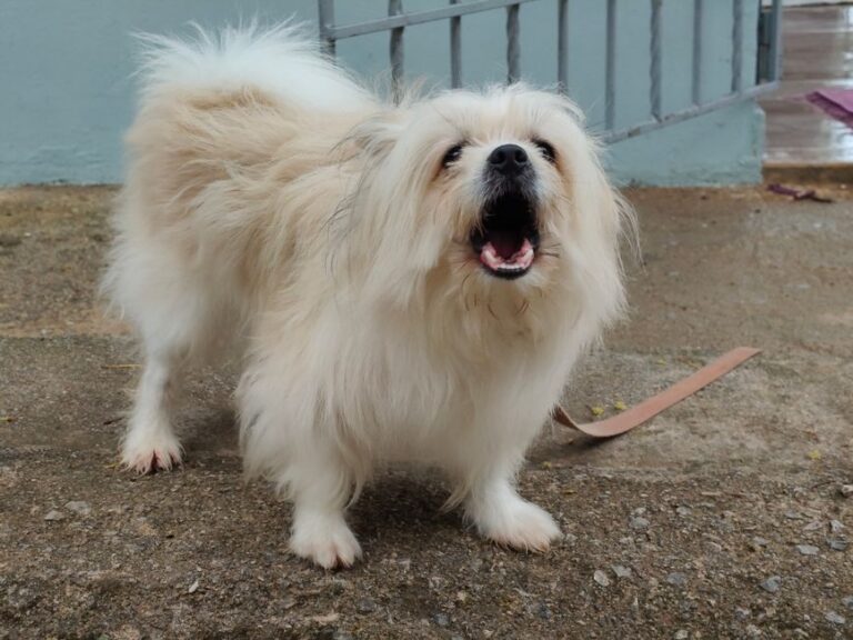 How to Stop Dog Barking at Every Noise: A Step-by-Step Training Plan That Works