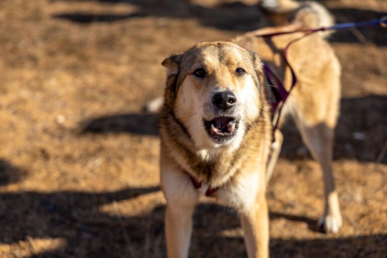 My Dog Barks at Everything That Passes By: A Calm, Step-by-Step Fix