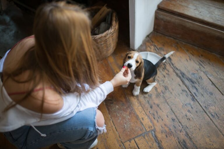 Pet Care Basics Exam Answers: Study Smart, Not Just for a Cheat Sheet
