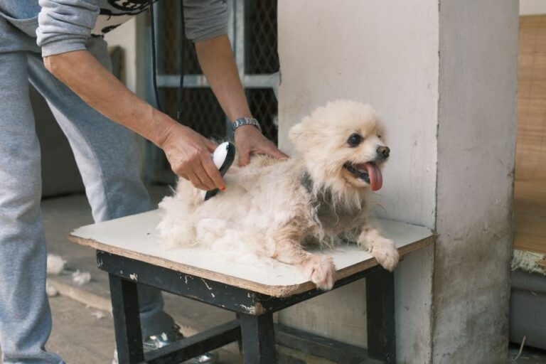 What Does FFF Mean in Dog Grooming? Face, Feet, and Fanny Explained