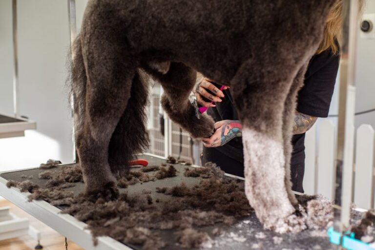 Dog Grooming Tips for Beginners: The No-Stress Playbook for a Calmer Pup