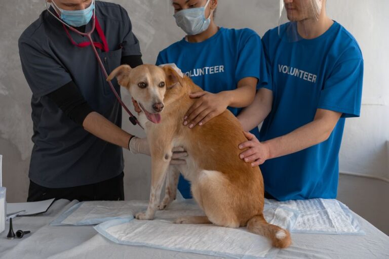 Dog Health Care Tips That Catch Problems Before They Become Emergencies