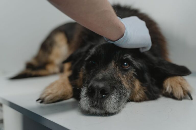 Dog Health Symptoms: What to Watch, What Needs a Vet Tonight