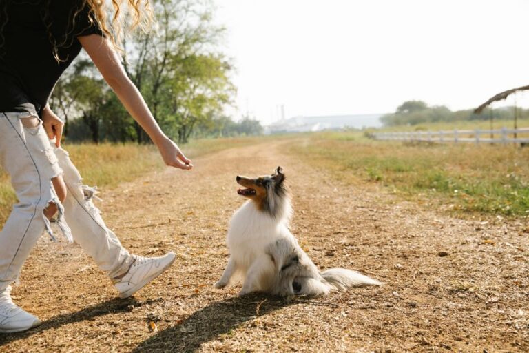 Dog Training Tips for Beginners: Build Trust and Good Habits That Last