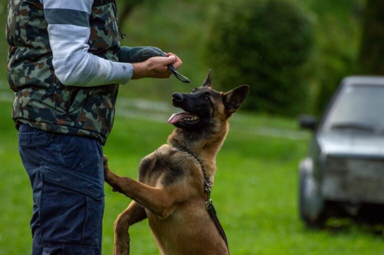 Free Dog Training Tips for Beginners: Real Methods That Actually Work