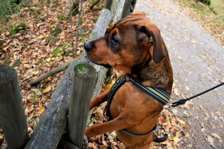 How Do I Prevent Nuisance Barking? A No-Yelling Guide That Actually Works