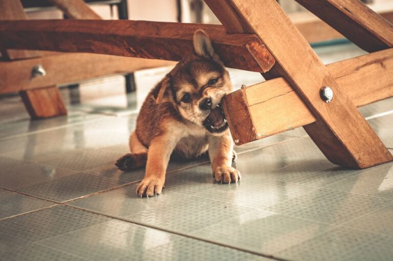 How to Correct a Puppy’s Behavior Without Breaking Your Bond