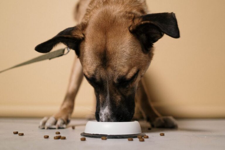 Nutrition for Dogs with Arthritis: What Actually Helps Them Move Better