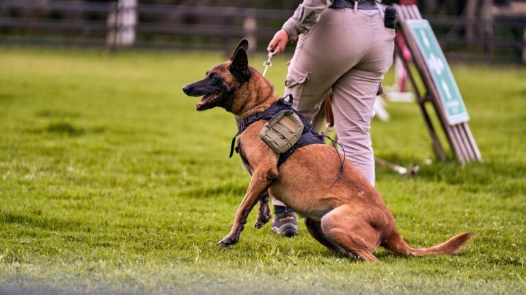 What Are the 7 Most Important Dog Commands? The Ones That Actually Save Lives