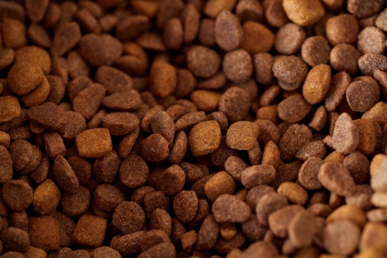 What Is the Healthiest Thing to Feed My Dog? The Basics That Actually Matter
