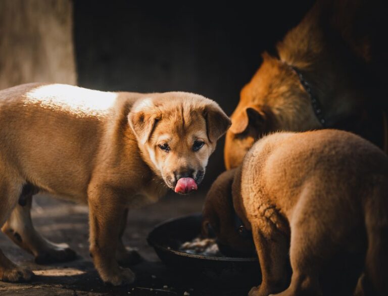 Best Puppy Food for Cane Corsos: Stop Fast Growth From Wrecking Joints