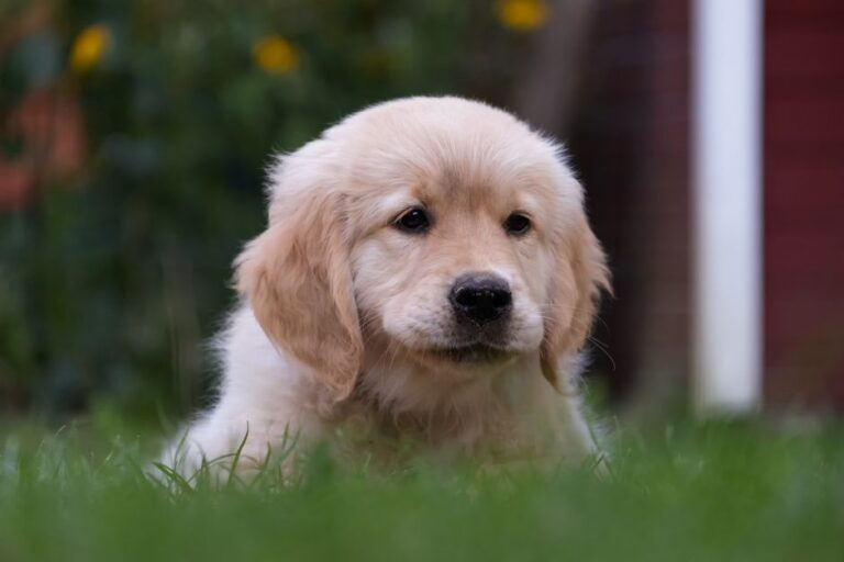 Best Puppy Food for Golden Retrievers: What Protects Hips and Joints