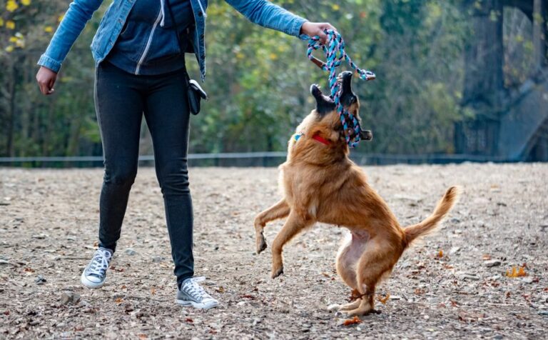 Dog Behavior Training That Sticks: Read the Signals, Skip the Guesswork