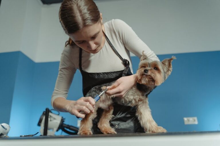Dog Grooming Methods That Turn a Wrestling Match Into a Five-Minute Non-Event