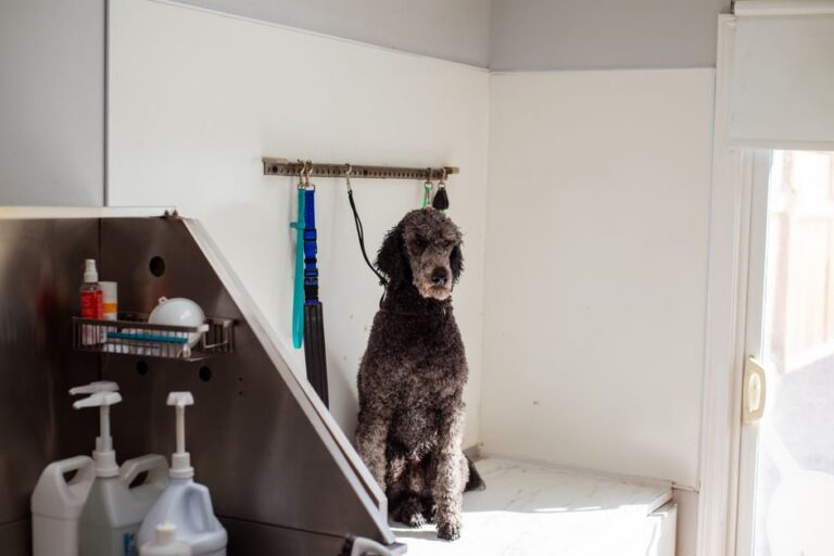 Dog Grooming Tip Percentage and Daily Nutrition: The Numbers You Actually Need