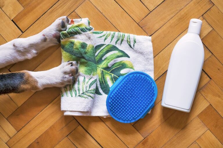 Pet Care Basics Exam: Ace the PetSmart Quiz and Build Real Dog Care Habits