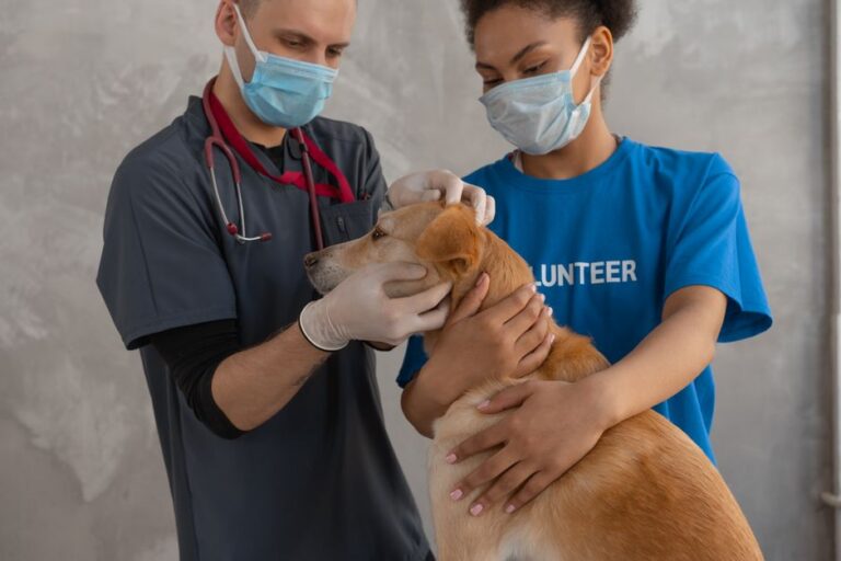 “WebMD for Dogs,” the 7-7-7 Rule, and Fixing Puppy Diarrhea: What Really Works