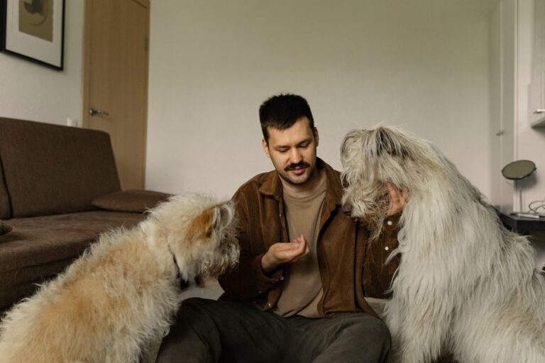 What Is the 7 7 7 Rule for Dogs? Plus the 3 3 3 Rule, Explained